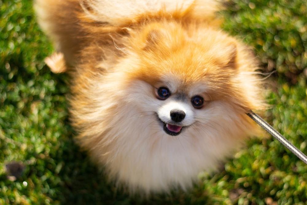 Рыжий окрас шпицев связан с генетикой