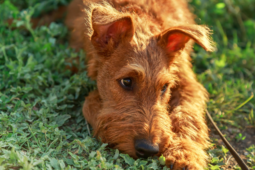 Ирландский терьер нуждается в активностях