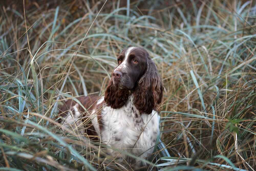 Фотография английского спрингера