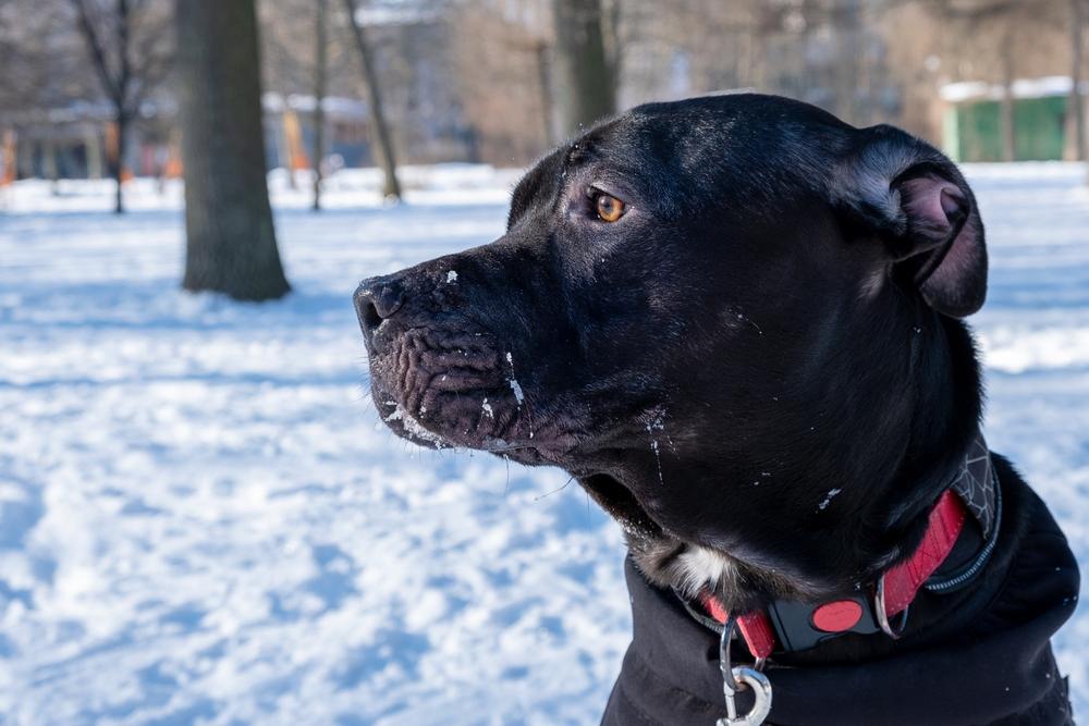 Нос черного питбуля