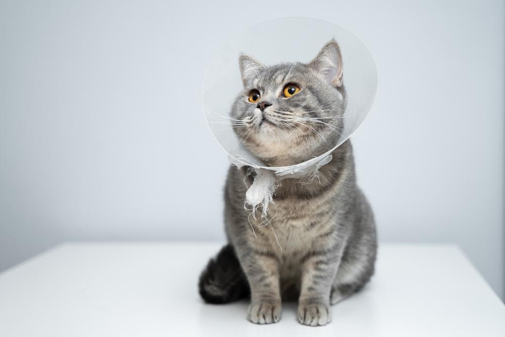 Методы лечения демодекоза у кошек