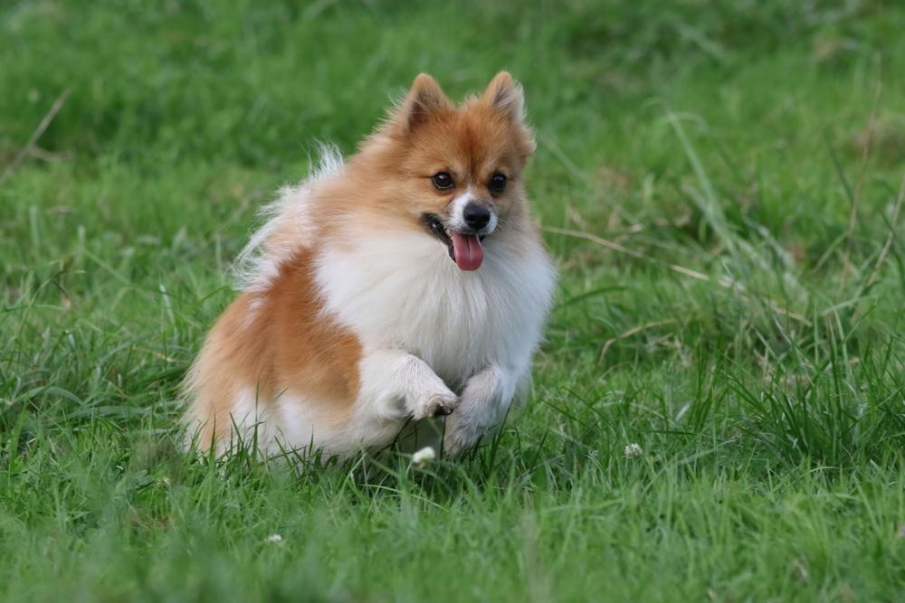 Характер шпица лисьего типа