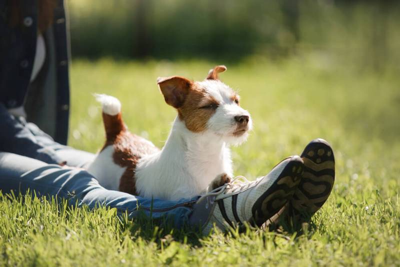 Рабочие норные породы собак: джек-рассел