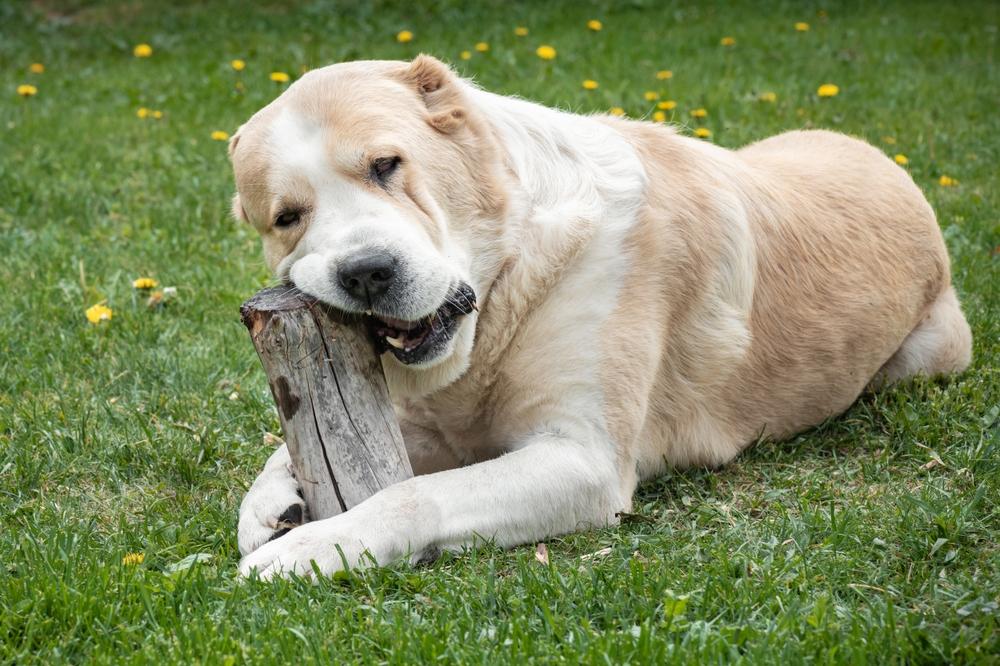 Каково происхождение алабая и кангала?