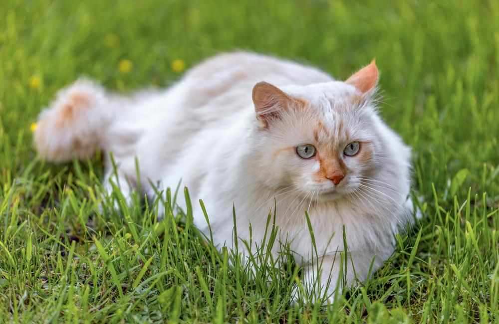 Кошка турецкий ван: описание породы, фото, характер, уход, стоимость котят