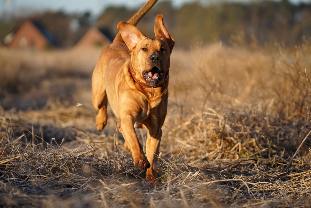 Так выглядит брохольмер