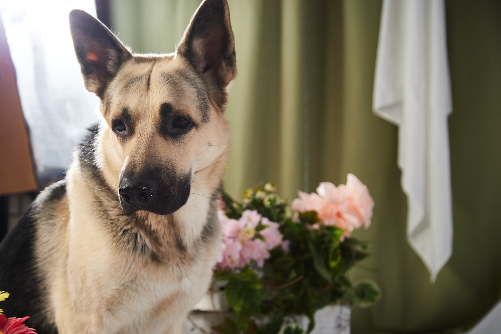 Владельцу важно знать, какой уход нужен ВЕО