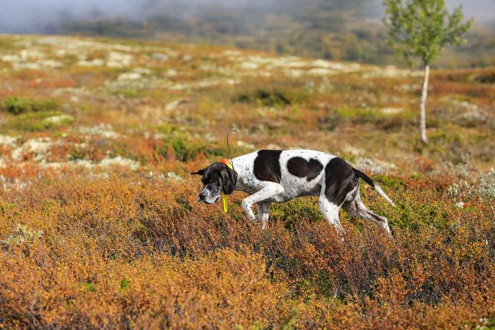 Как относится английский пойнтер к чужим?