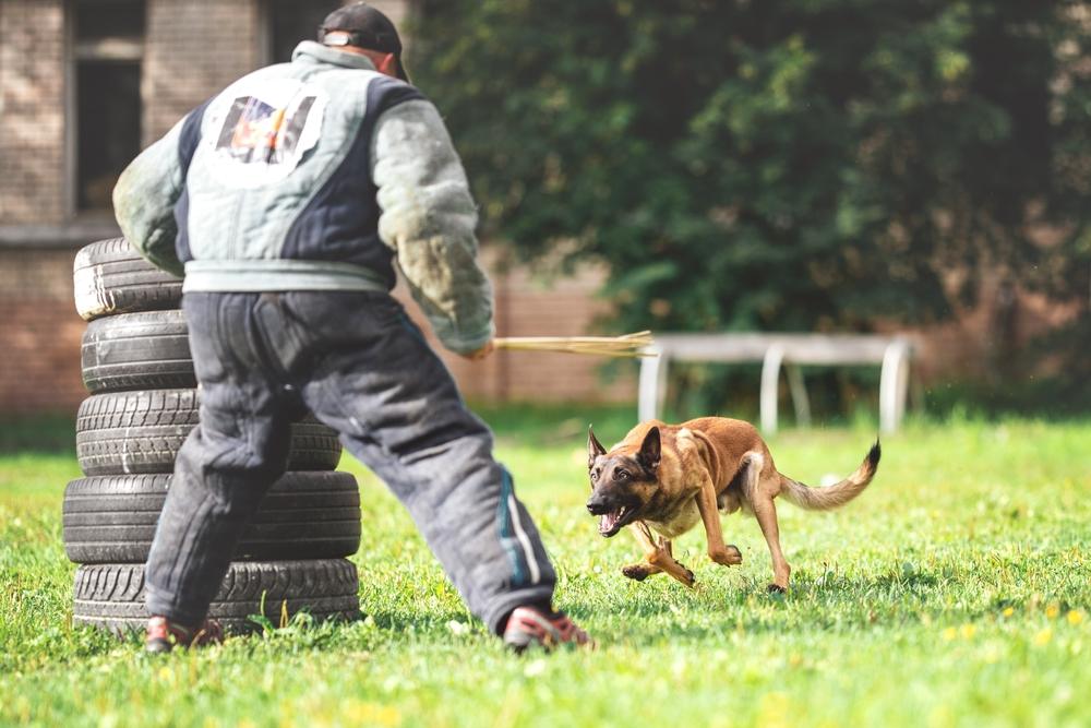 История происхождения мондьоринга для собак