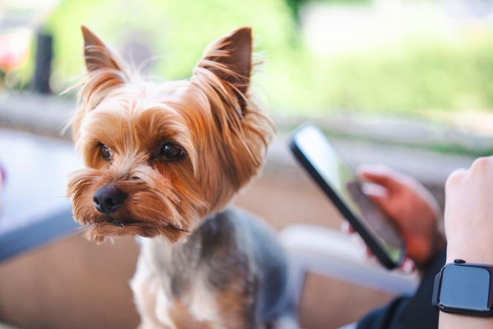 Болезнь йоркширского терьера проявляется одышкой