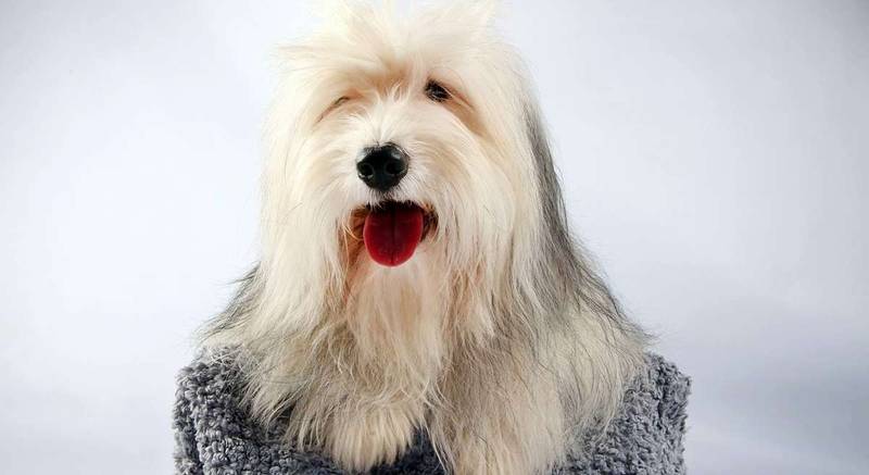 Здоровье и болезни одиса