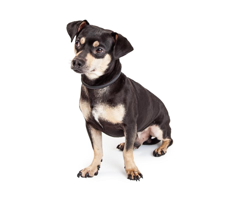 Темперамент чивини