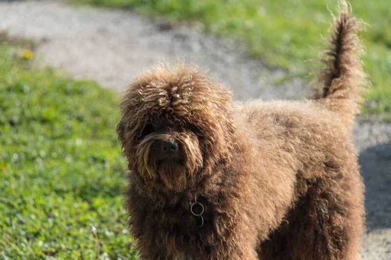 Как кормят барбетов?