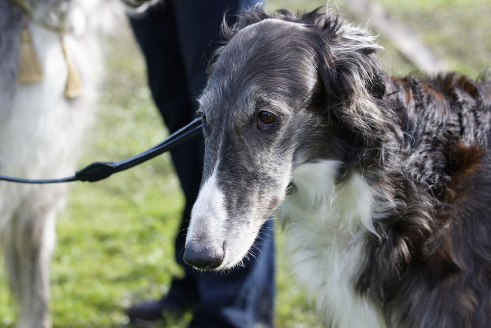 Питание влияет на то, сколько живет русская борзая