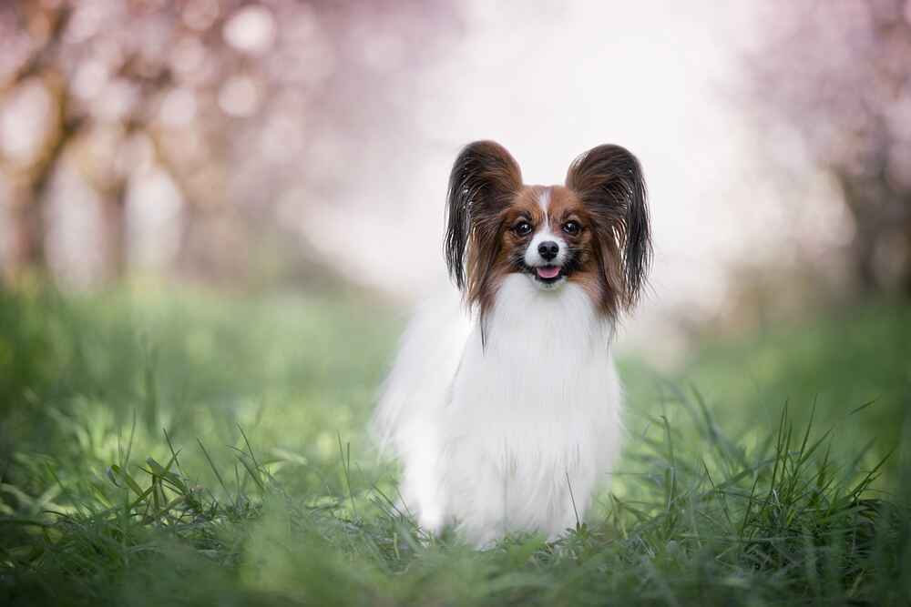 Так выглядит папильон