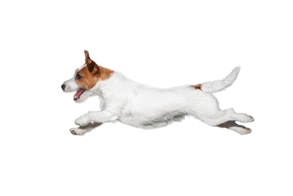 Виды джек-рассел-терьеров по типу шерсти: брокен