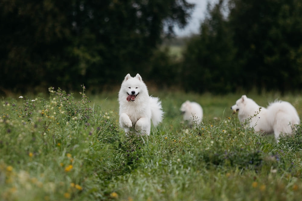 Мыть самоедскую лайку нужно по мере загрязнения