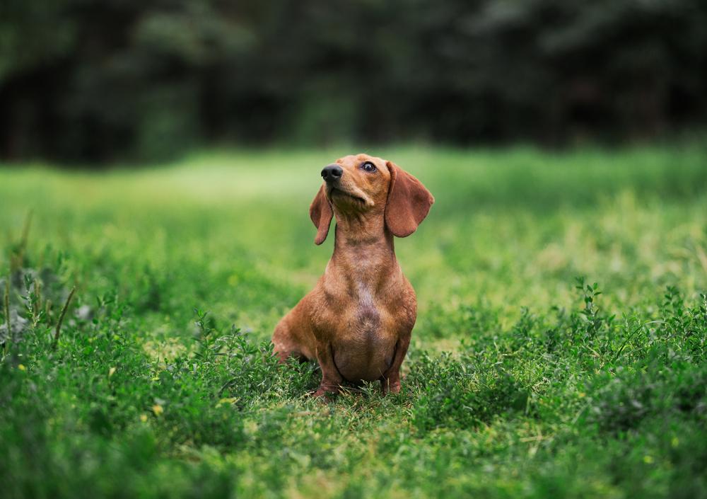 Рыжая такса ждет угощения