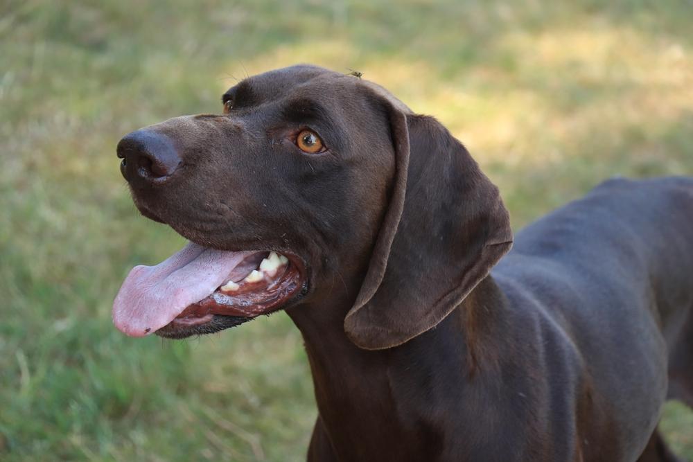 симптомы цирроза печени у собак