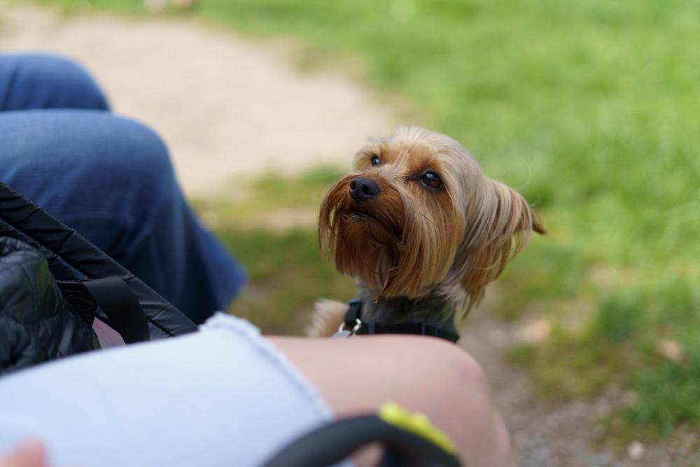 Выбирая кличку для мальчика-йорка, учтите окрас