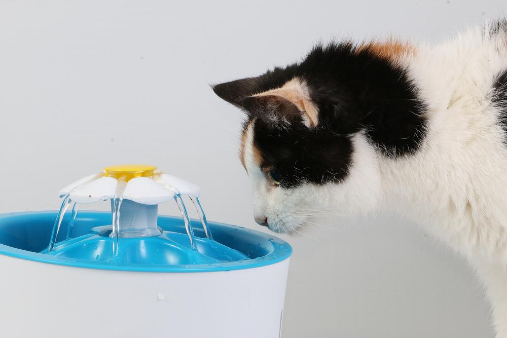 Berapa banyak air yang harus diminum kucing per hari?