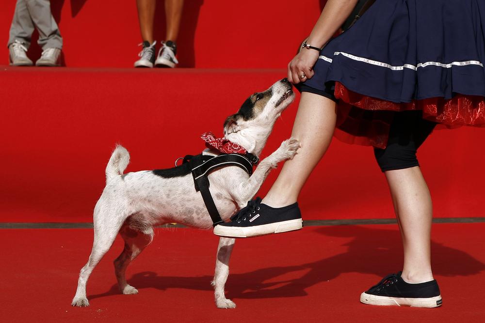 Правила кинологического фристайла