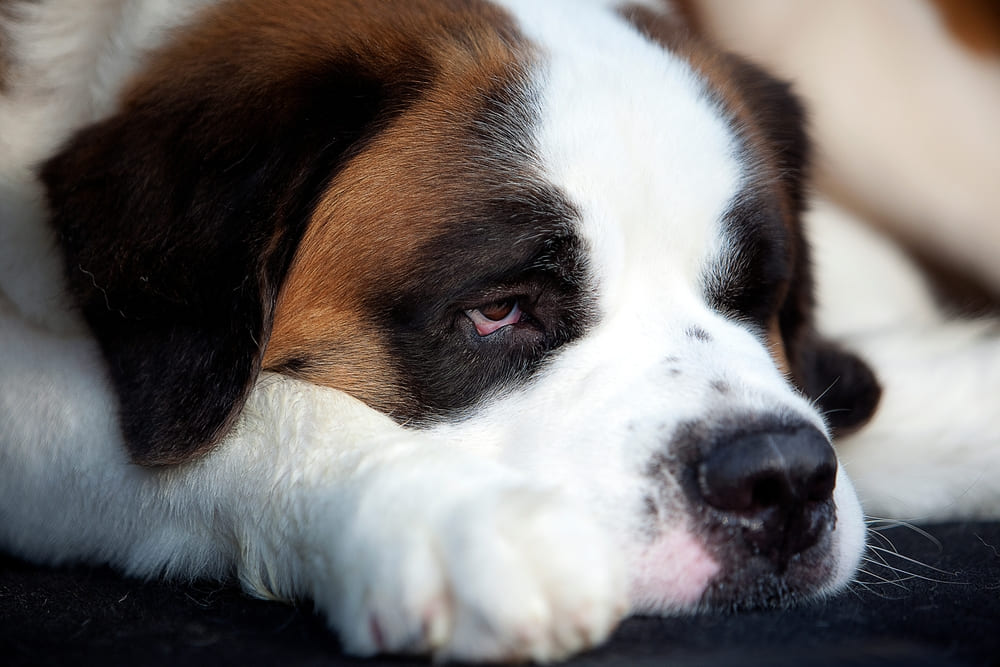 Владельцу необходимо знать, сколько живут сенбернары