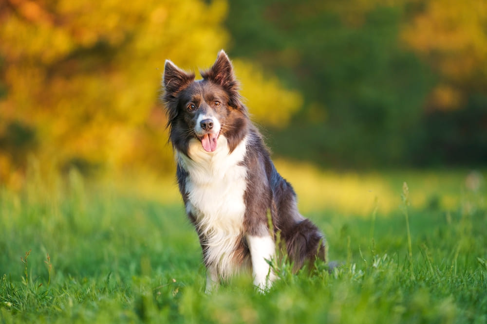 Уход влияет на то, сколько проживет бордер-колли