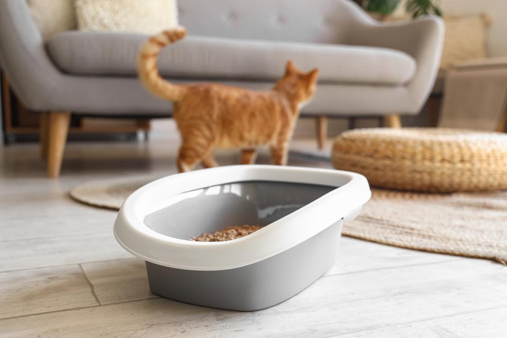 Профилактика появления запаха кошачьей мочи Профилактика появления запаха кошачьей мочи