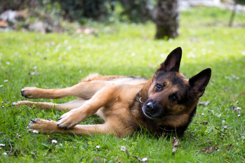 У немецкой овчарки могут диагностировать болезнь фурункулез