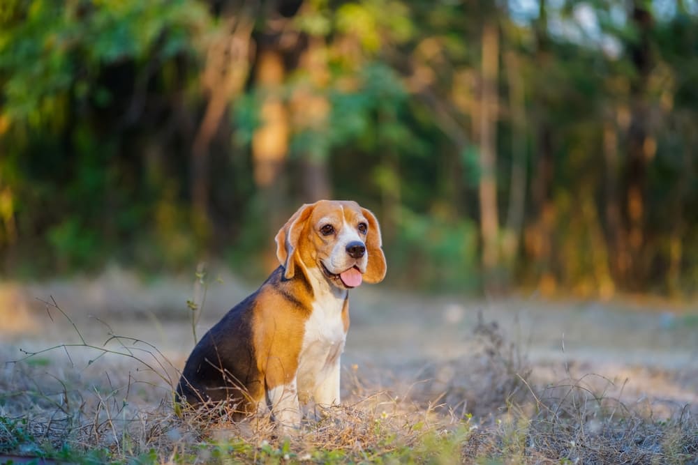 Важно знать, сколько в неделях длится беременность у биглей