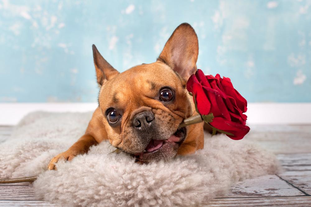 Редкие окрасы французских бульдогов: красный (рыжий) Редкие окрасы французских бульдогов: красный (рыжий)