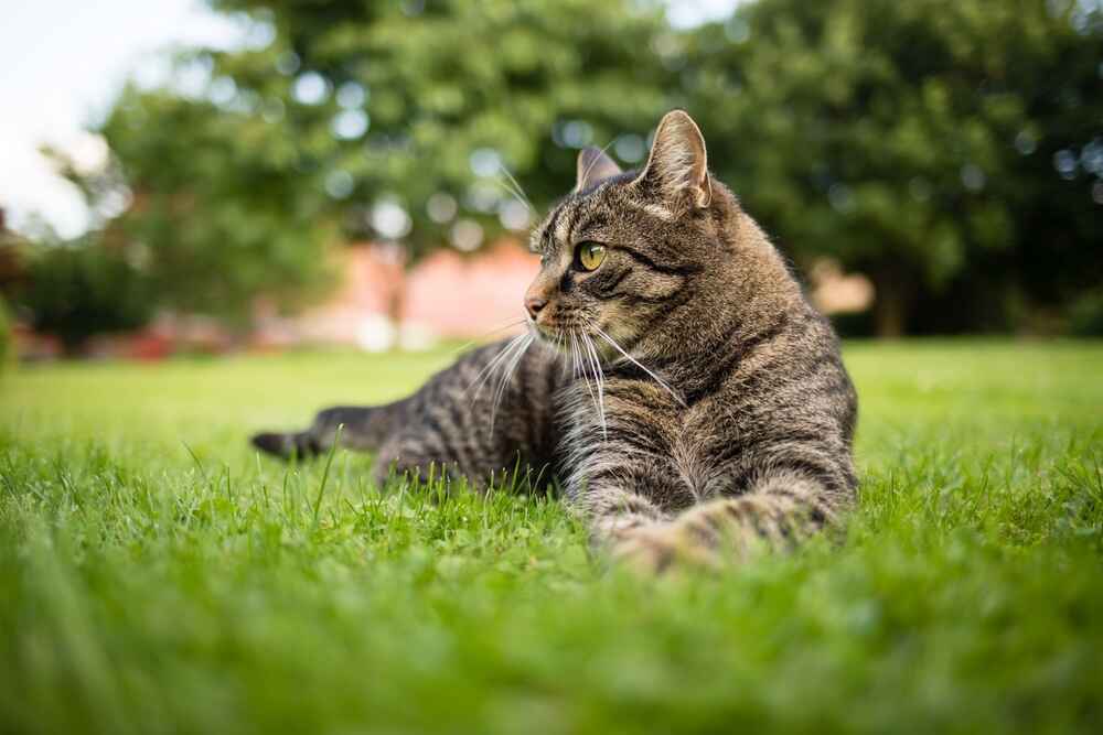 Игры и активность влияют на то, сколько проживет европейская кошка