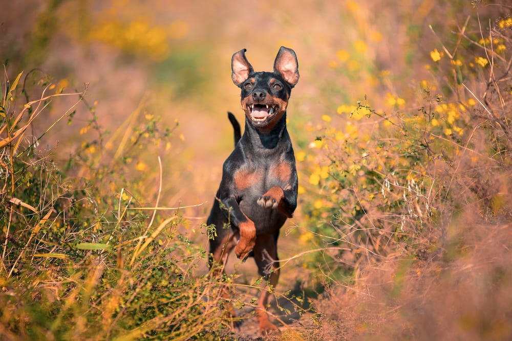 На вес цвергпинчера влияют различные факторы