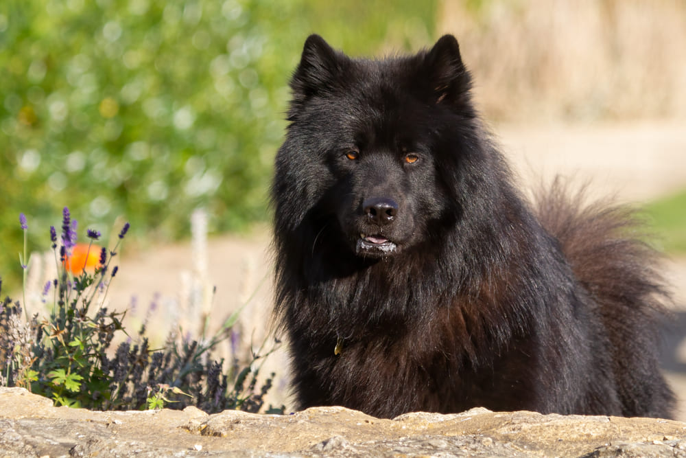 Евразиер требует расходов на содержание