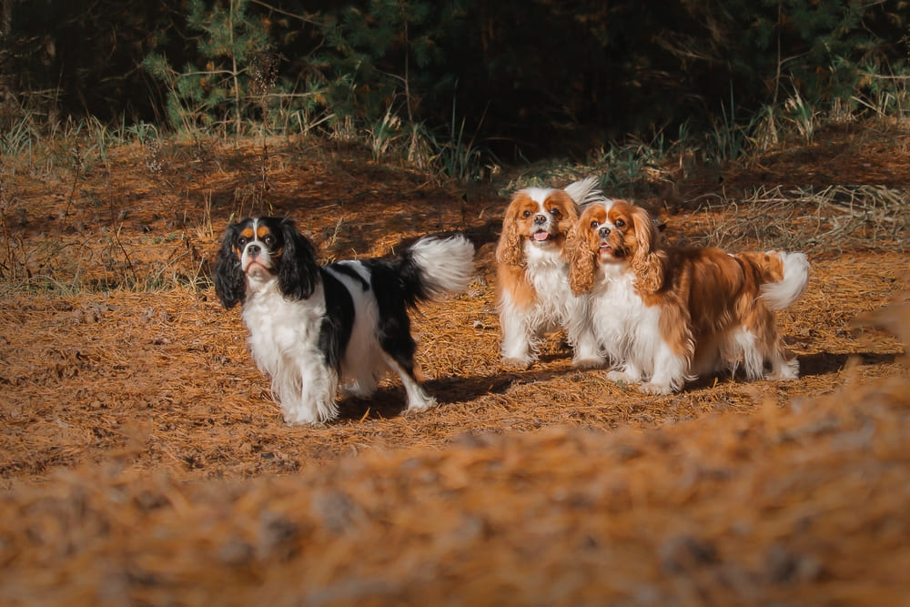 У кавалер-кинг-чарльз-спаниелей есть неизлечимые болезни