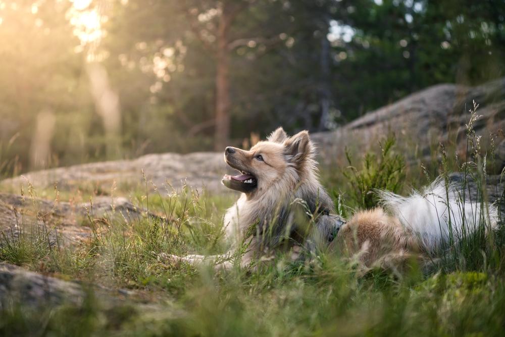 маленькие немецкие собаки: миттельшпиц.jpg