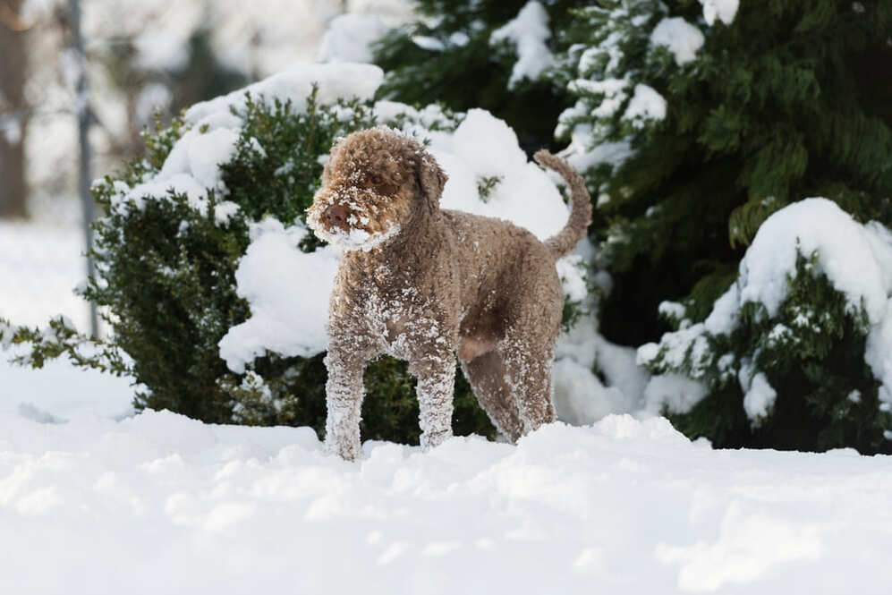 Лаготто романьоло требует определенных затрат