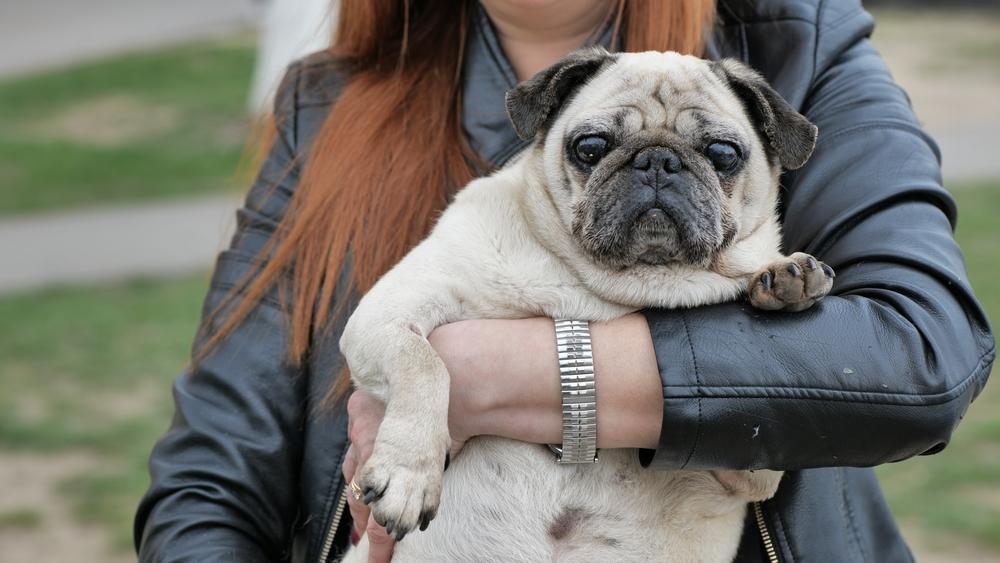 По какой причине мопс может стать злым?