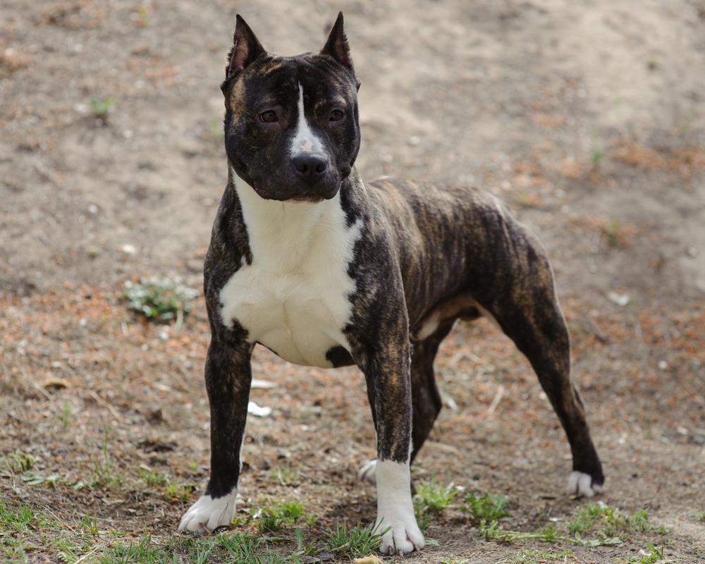 Полосатые породы собак: американский стаффордширский терьер