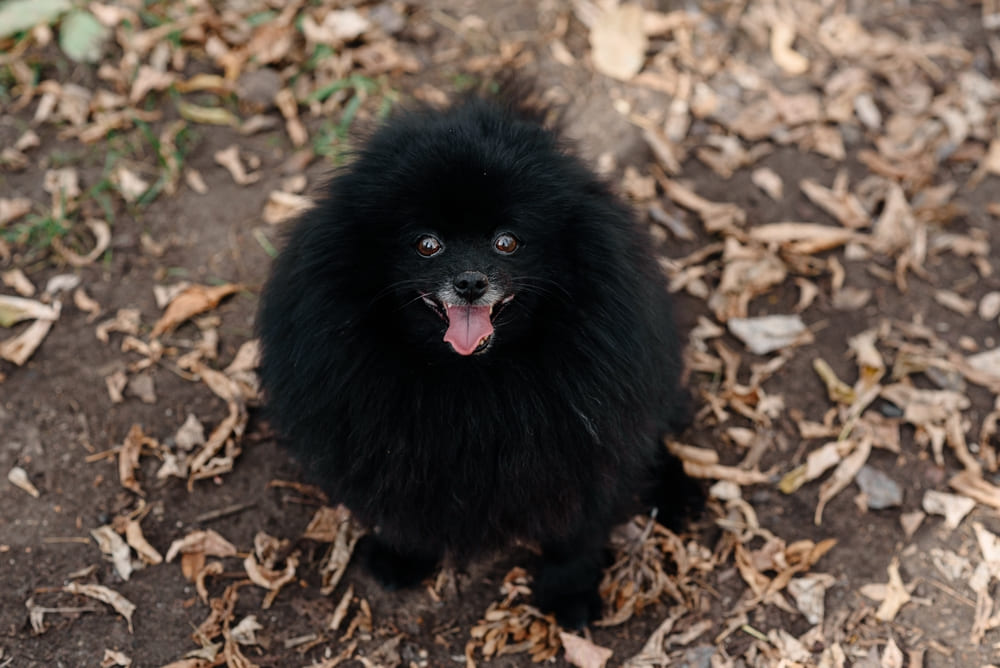 Во время вязки шпицев могут возникнуть проблемы