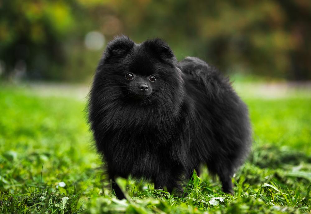 Хвост черного шпица имеет форму бублика