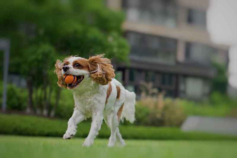 Это кавалер-спаниель