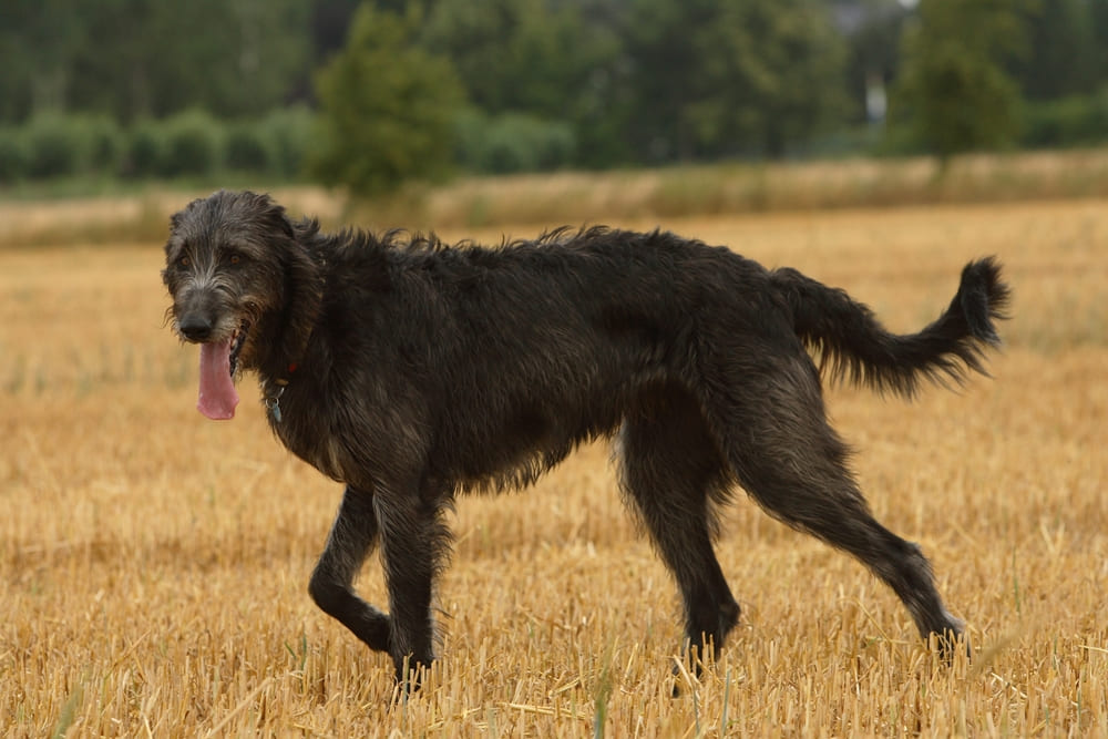 Активность и выгул влияют на то, сколько живут ирландские волкодавы