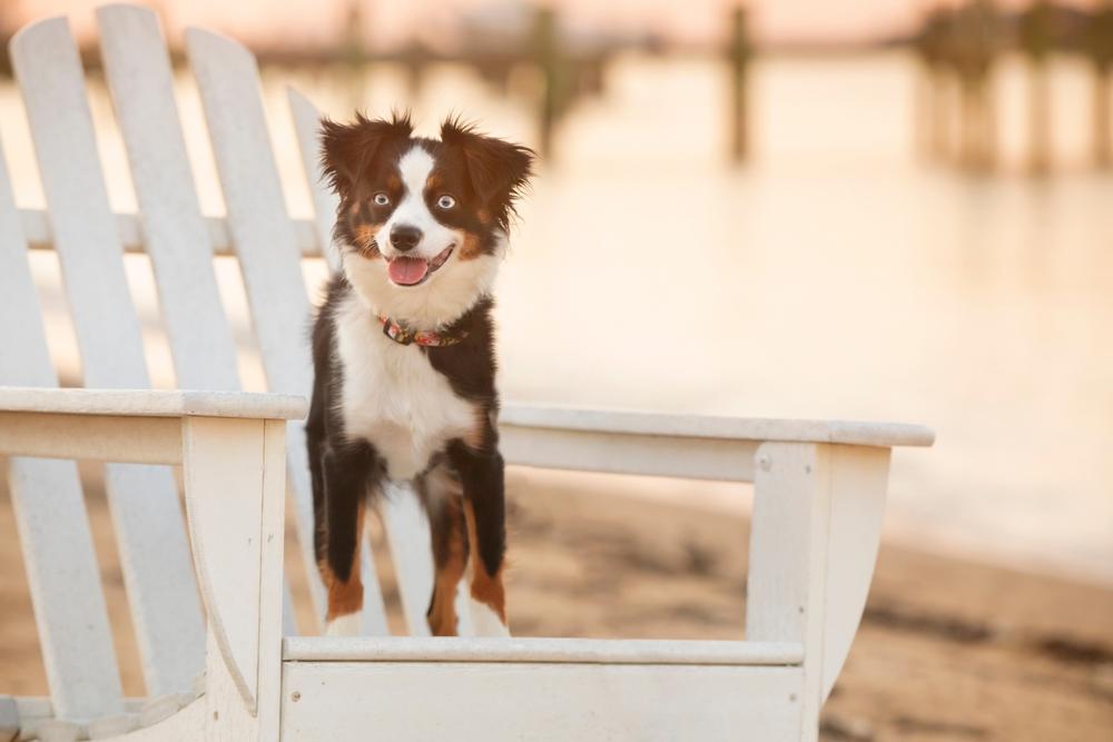 Воспитание миниатюрной американской овчарки