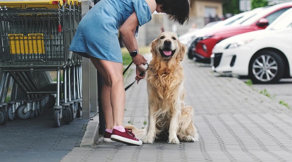 Можно ли заходить с собакой в магазин с точки зрения закона Можно ли заходить с собакой в магазин с точки зрения закона