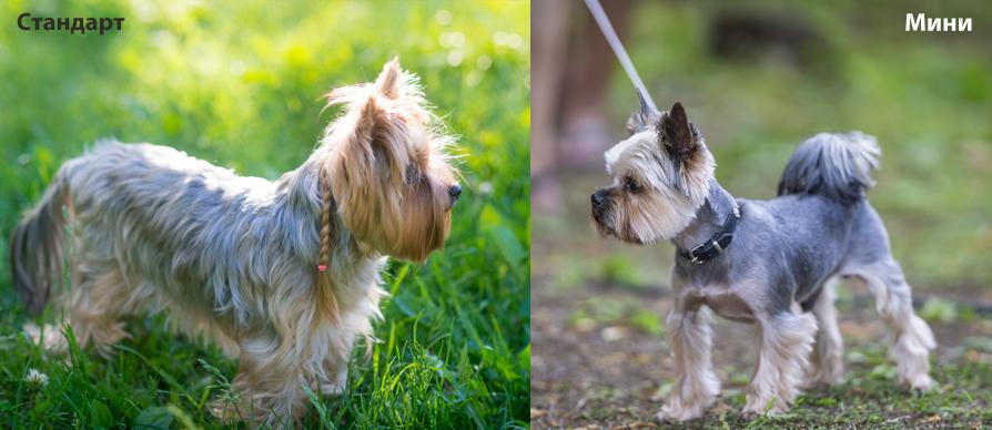 Есть ли отличие в росте у мини-йорка и стандарта?