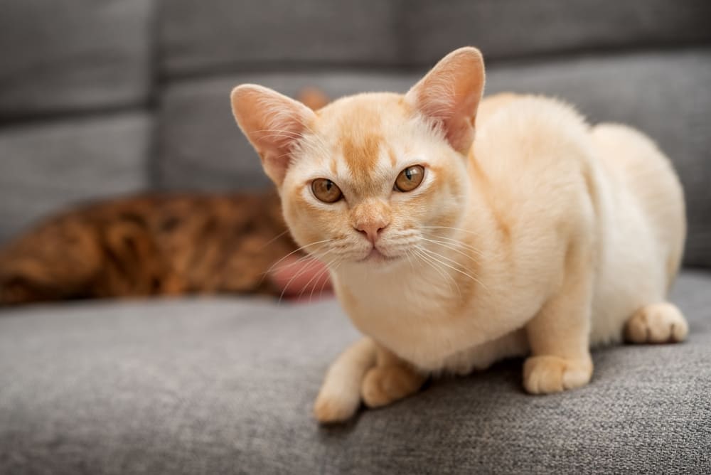 Рацион влияет на то, сколько может прожить бурманская кошка