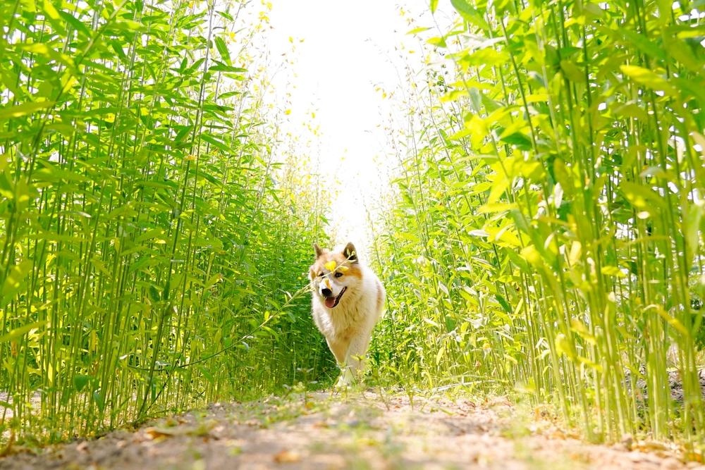 Уход за тайским бангку