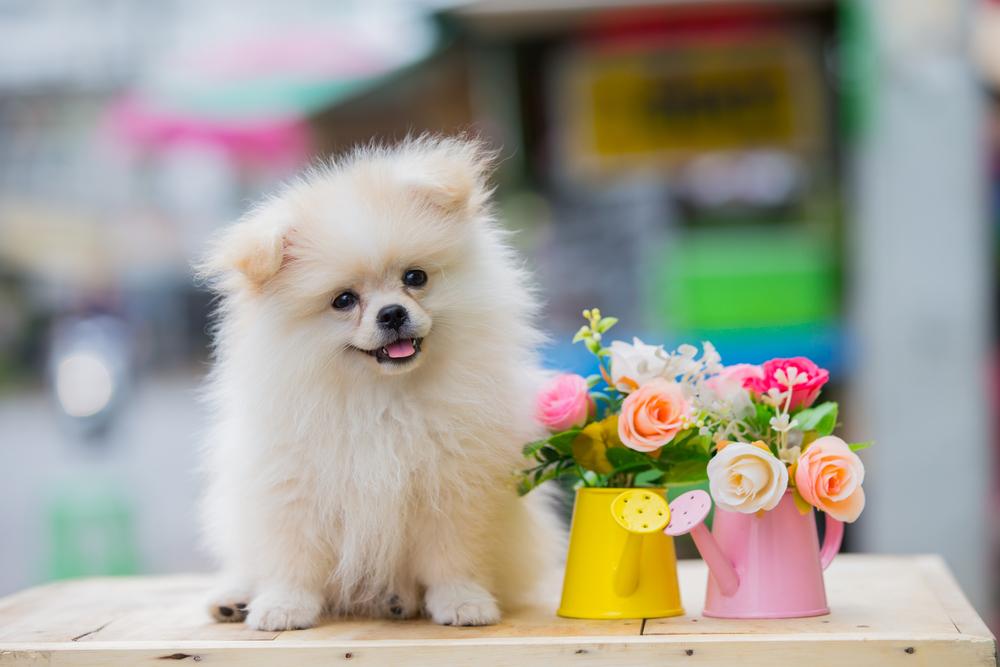 Что нужно для содержания померанского шпица